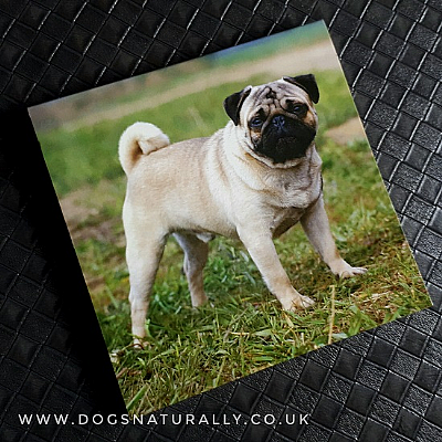 Pug Magnetic Note Pad Square